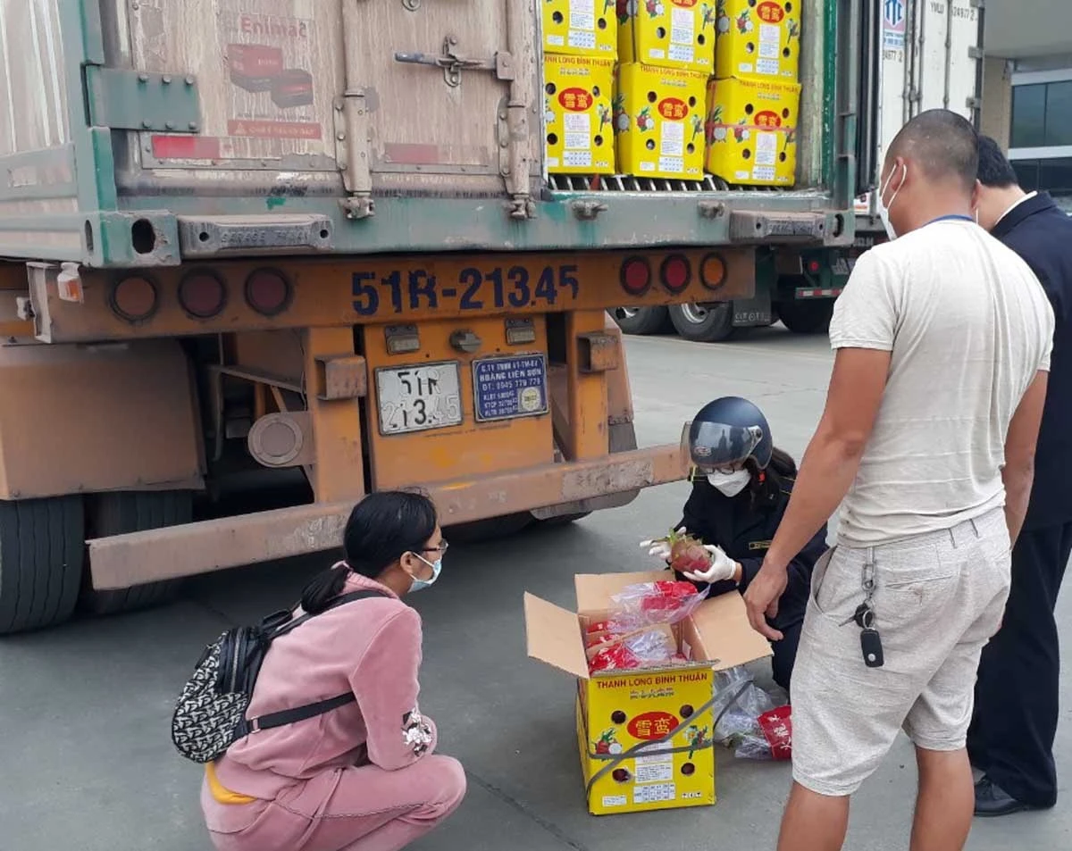394 tấn thanh long và mít xuất khẩu trong ngày 13/1 ảnh 3