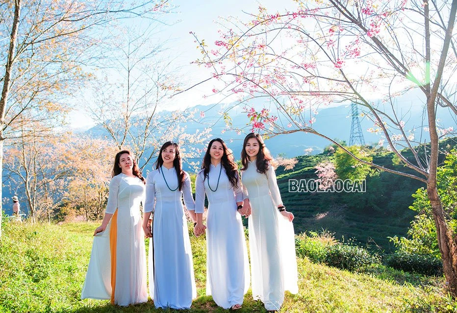 Du khách thích thú ngắm hoa anh đào Sa Pa ảnh 3