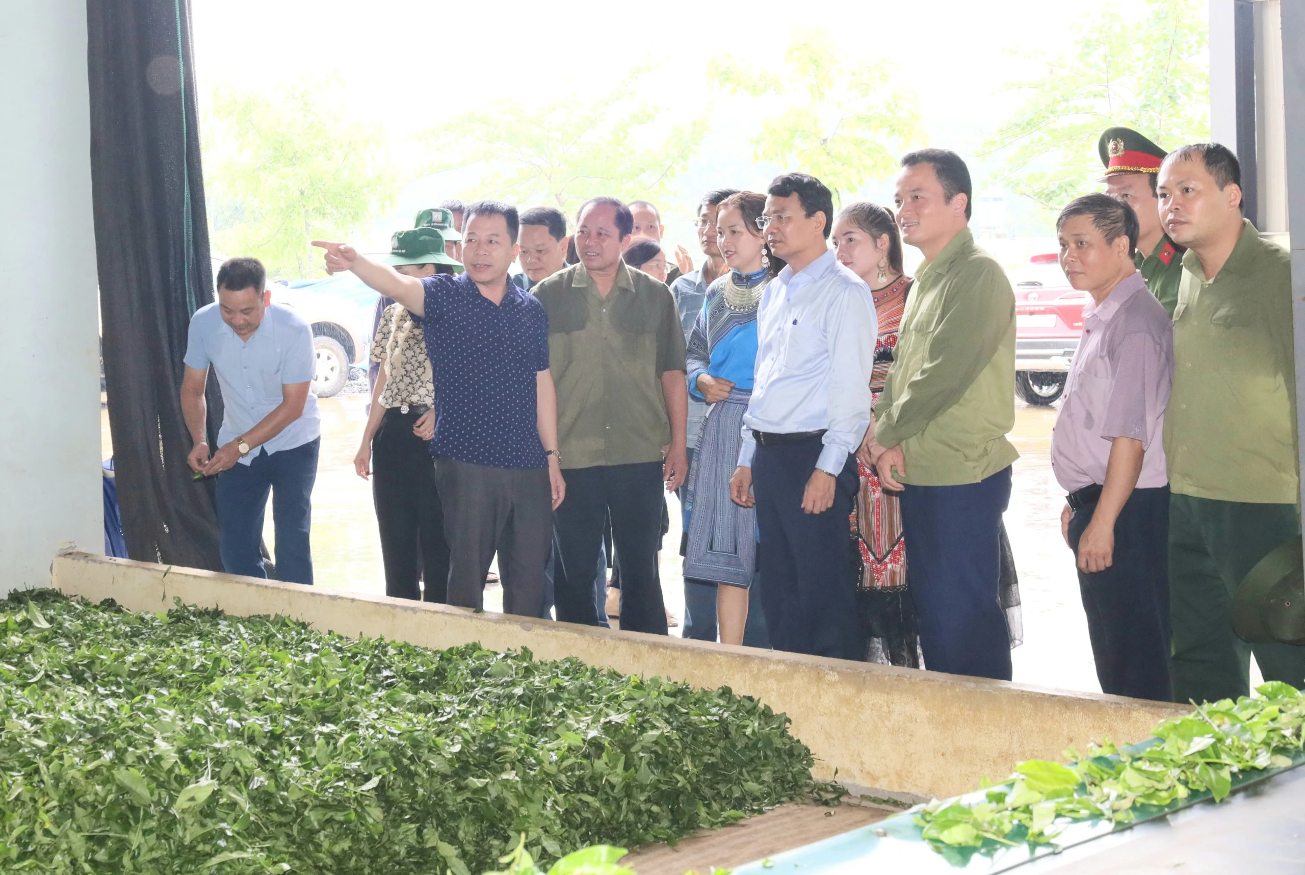 Đưa Mường Khương trở thành vùng trọng điểm chè của tỉnh ảnh 7