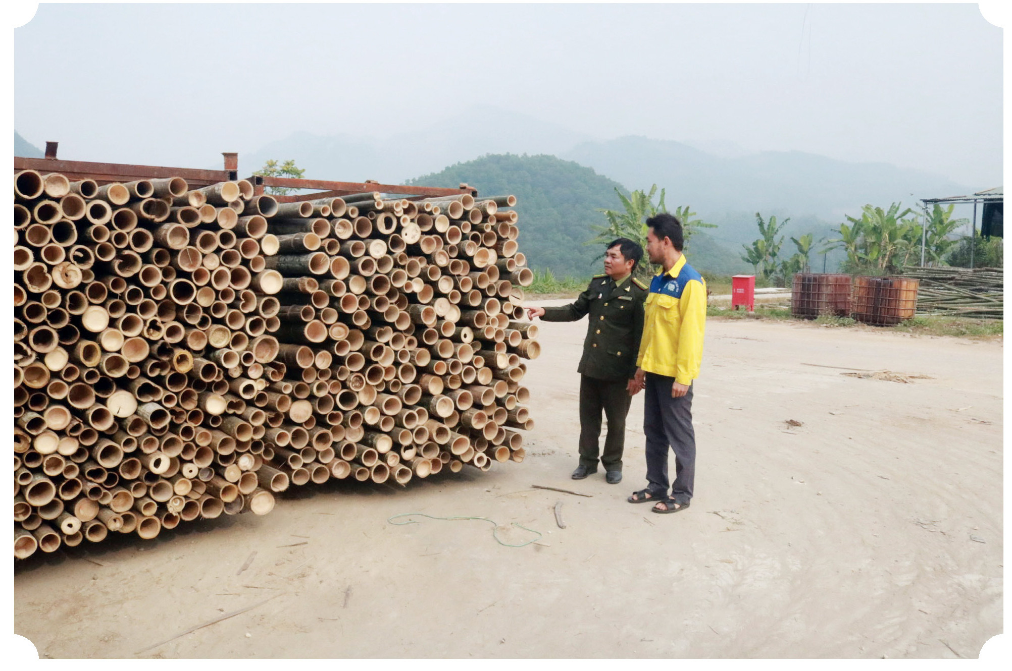 Sản xuất lâm nghiệp theo tiêu chuẩn quốc tế ảnh 3 Sản xuất lâm nghiệp theo tiêu chuẩn quốc tế ảnh 3