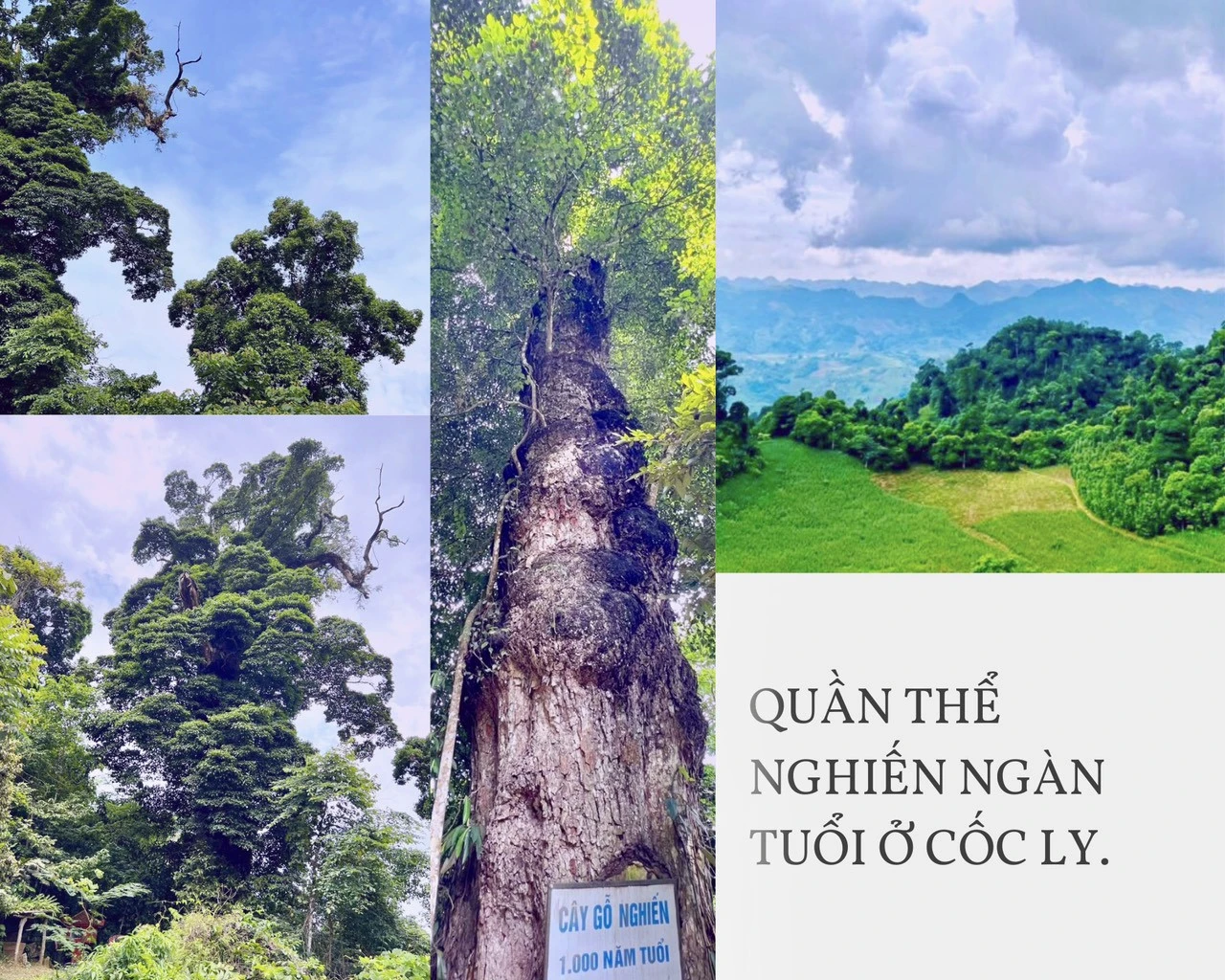 Người dân Cốc Ly cúng rừng cầu mưa thuận, gió hòa ảnh 11