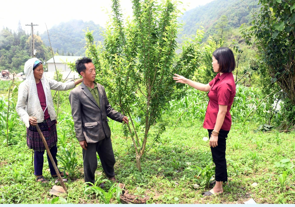 Lãnh đạo xã thường xuyên thăm nắm cơ sở, kịp thời chỉ đạo sản xuất.