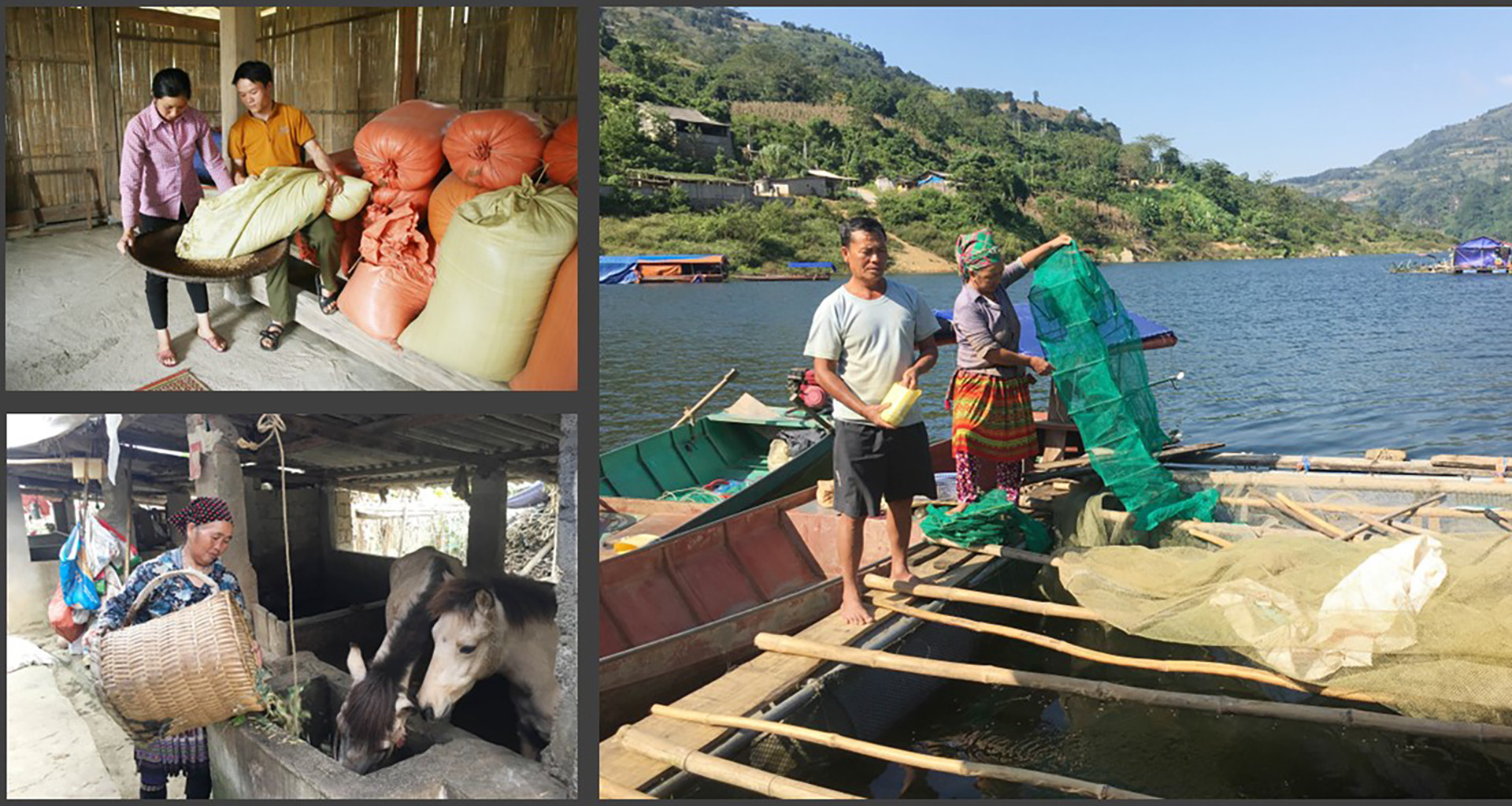 Từ các chính sách hỗ trợ, nhiều gia đình đồng bào dân tộc thiểu số đã vươn lên phát triển kinh tế hiệu quả. Từ các chính sách hỗ trợ, nhiều gia đình đồng bào dân tộc thiểu số đã vươn lên phát triển kinh tế hiệu quả.