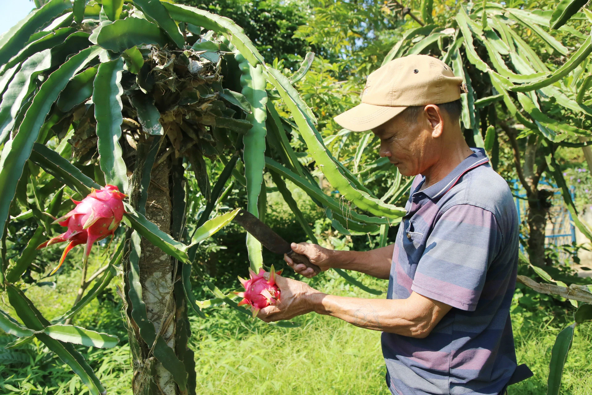 Gia đình ông Đỗ Văn Hùng là hộ đầu tiên áp dụng thành công kỹ thuật trồng thanh long cho quả quanh năm