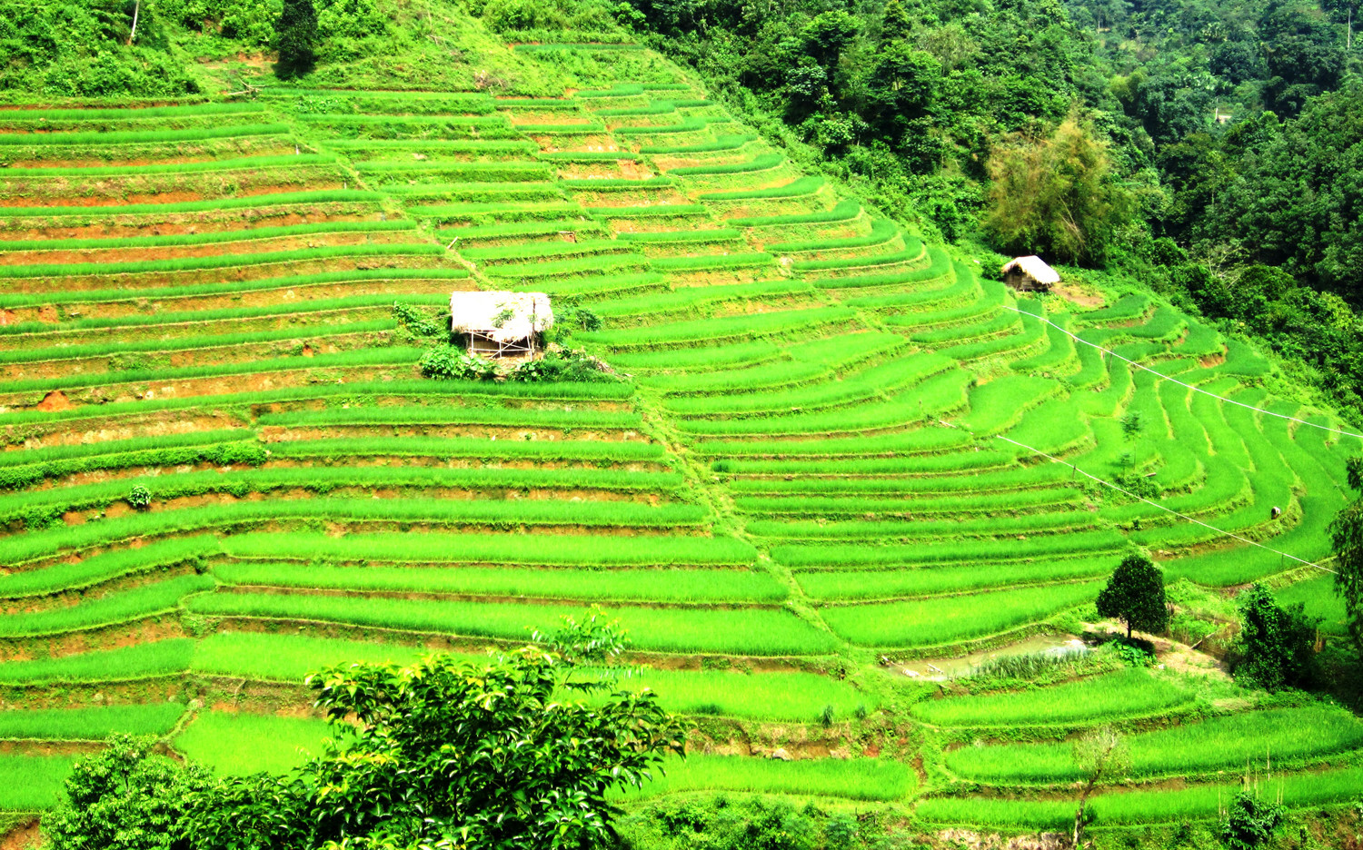 Ruộng bậc thang nơi núi rừng Tân Tiến. Ruộng bậc thang nơi núi rừng Tân Tiến.