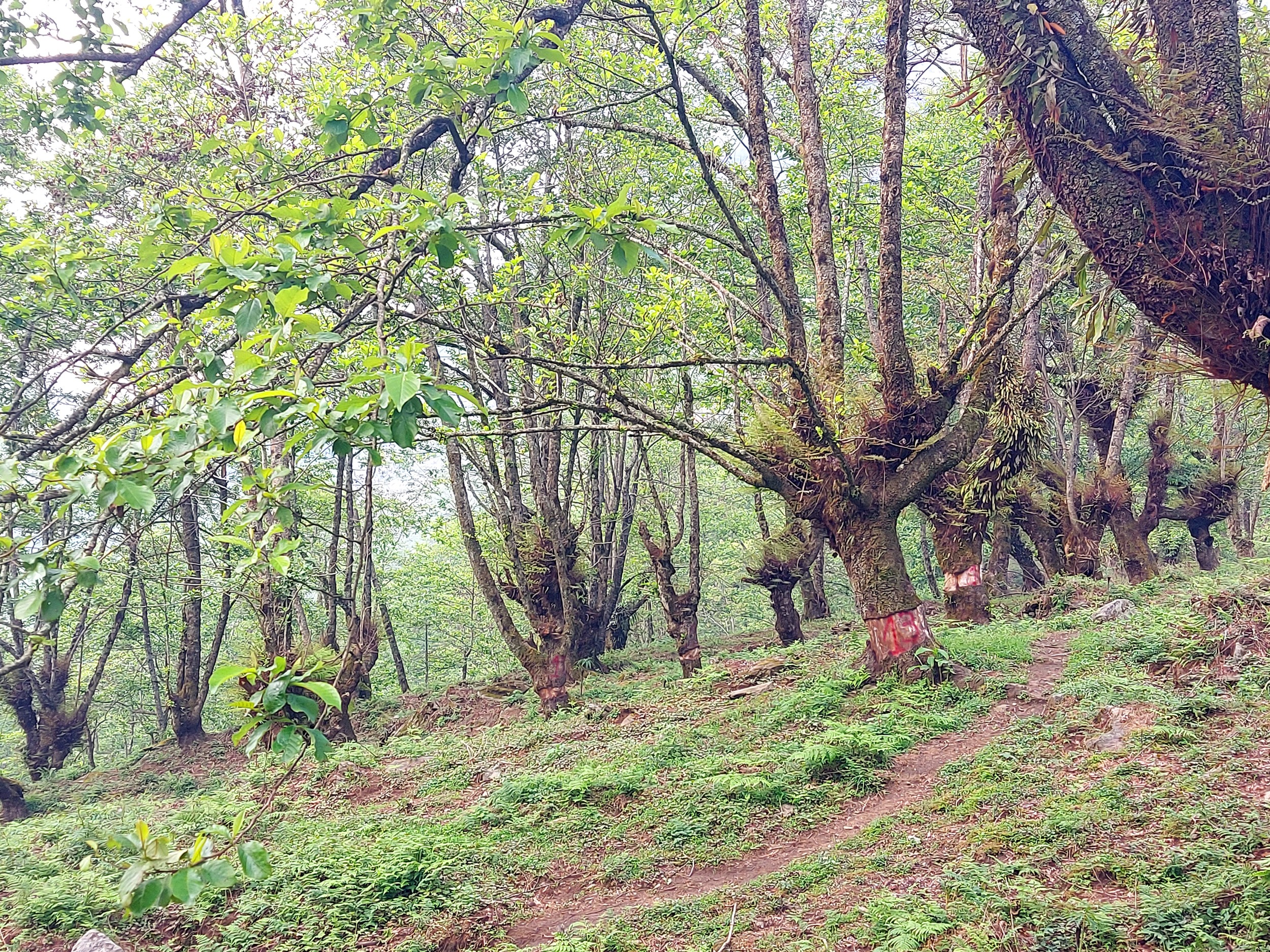 Bát Xát đánh thức tiềm năng du lịch leo núi ảnh 16 Bát Xát đánh thức tiềm năng du lịch leo núi ảnh 16