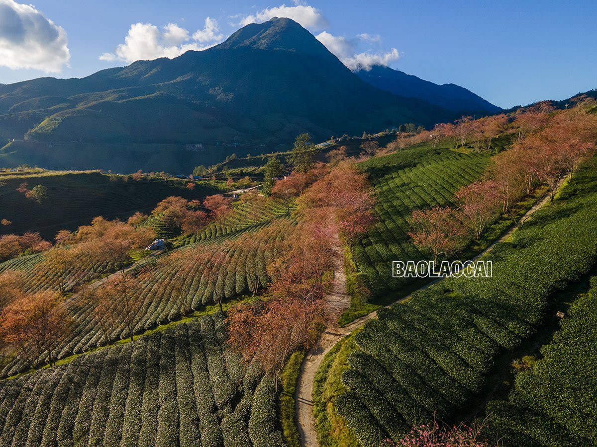 Du khách thích thú ngắm hoa anh đào Sa Pa ảnh 8