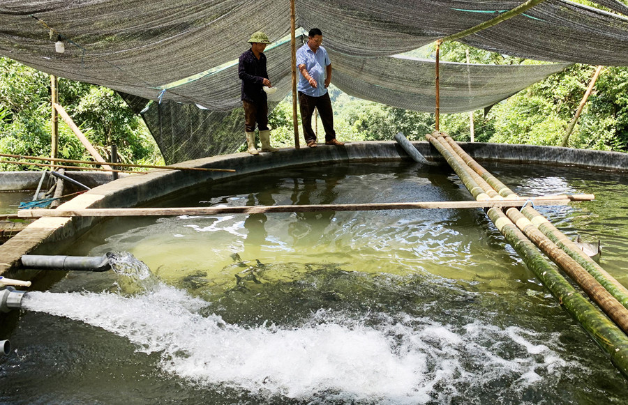 Phát triển mô hình nuôi cá nước lạnh tại thôn Nậm Than, xã Liên Minh. Phát triển mô hình nuôi cá nước lạnh tại thôn Nậm Than, xã Liên Minh.