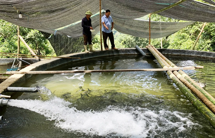 Phát triển mô hình nuôi cá nước lạnh tại thôn Nậm Than, xã Liên Minh. Phát triển mô hình nuôi cá nước lạnh tại thôn Nậm Than, xã Liên Minh.