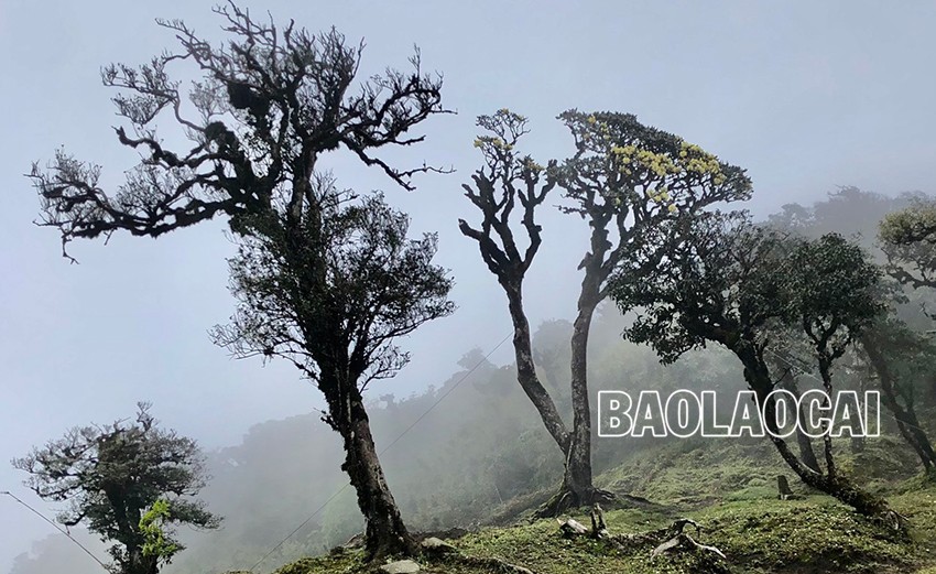 Chiêm ngưỡng vẻ đẹp “đệ nhất hoa" của núi rừng Ky Quan San ảnh 1 Chiêm ngưỡng vẻ đẹp “đệ nhất hoa" của núi rừng Ky Quan San ảnh 1