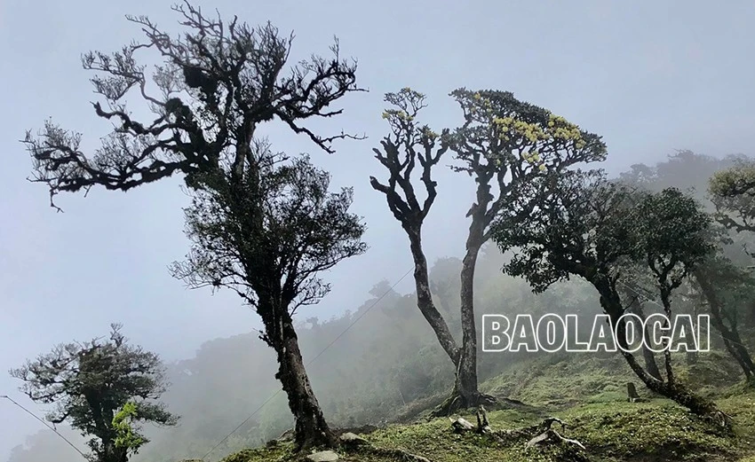 Chiêm ngưỡng vẻ đẹp “đệ nhất hoa" của núi rừng Ky Quan San ảnh 1