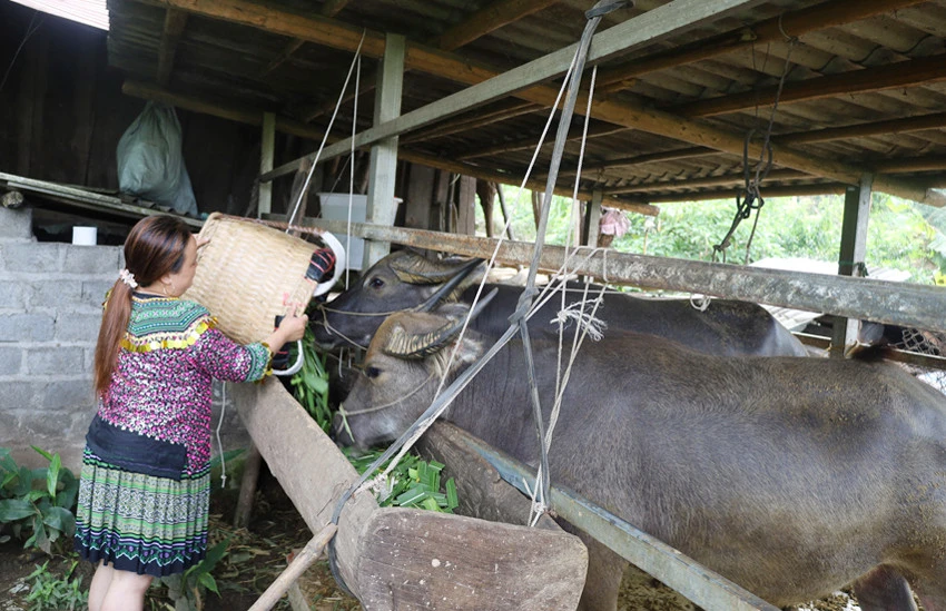 Người dân xã Dền Thàng phát triển nuôi trâu vỗ béo.
