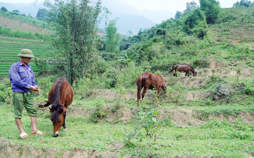 Phát triển chăn nuôi đại gia súc ở Bát Xát ảnh 1