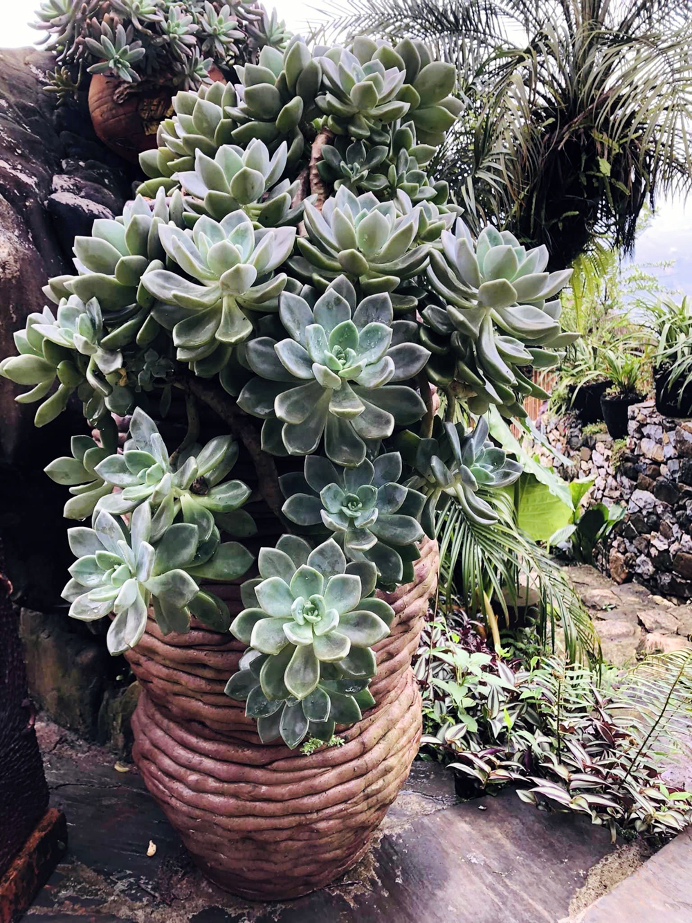 Một chậu sen đá được chủ vườn kỳ công cấy ghép. Một chậu sen đá được chủ vườn kỳ công cấy ghép.