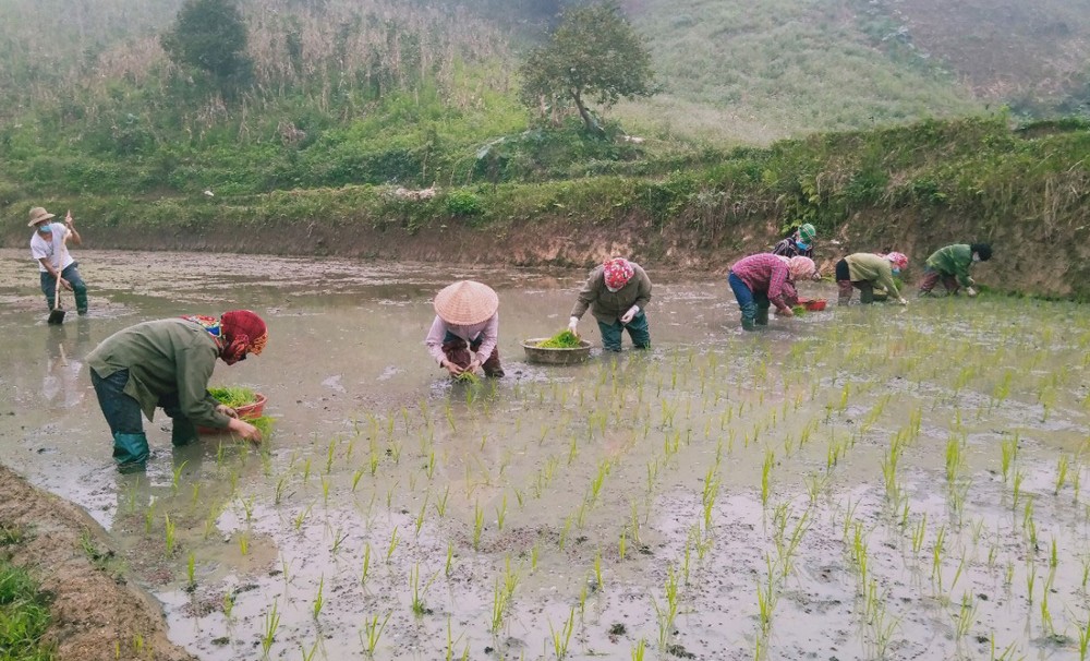 Hội viên phụ nữ thôn Làng Ẻn, xã Trì Quang giúp gia đình đang phải cách ly y tế cấy lúa. Hội viên phụ nữ thôn Làng Ẻn, xã Trì Quang giúp gia đình đang phải cách ly y tế cấy lúa.