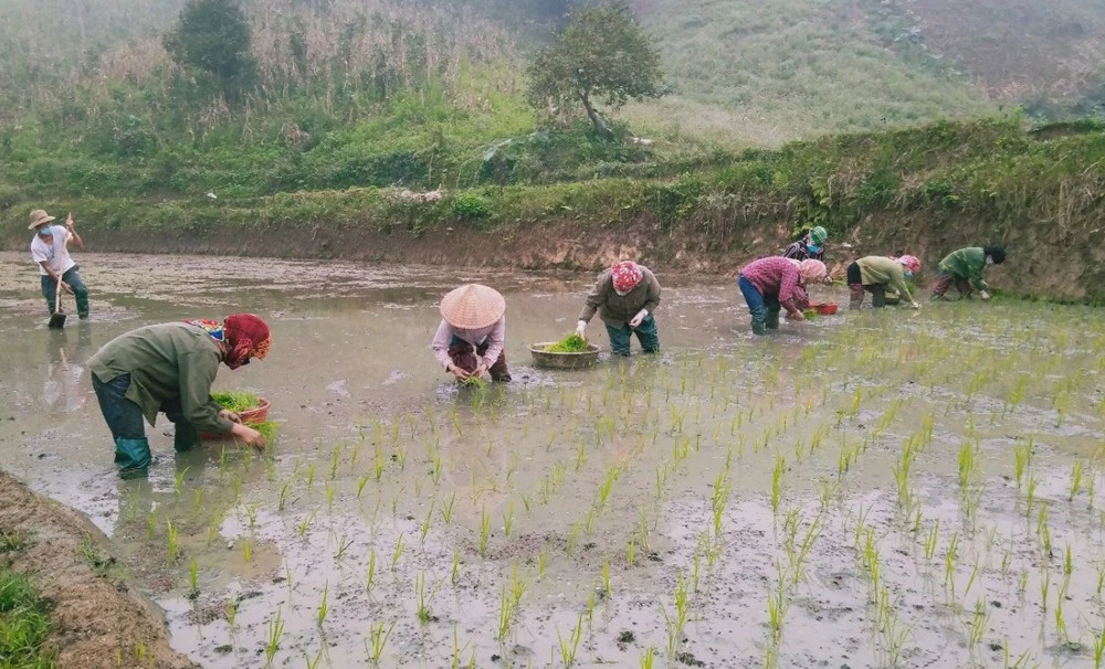 Hội viên phụ nữ thôn Làng Ẻn, xã Trì Quang giúp gia đình đang phải cách ly y tế cấy lúa.