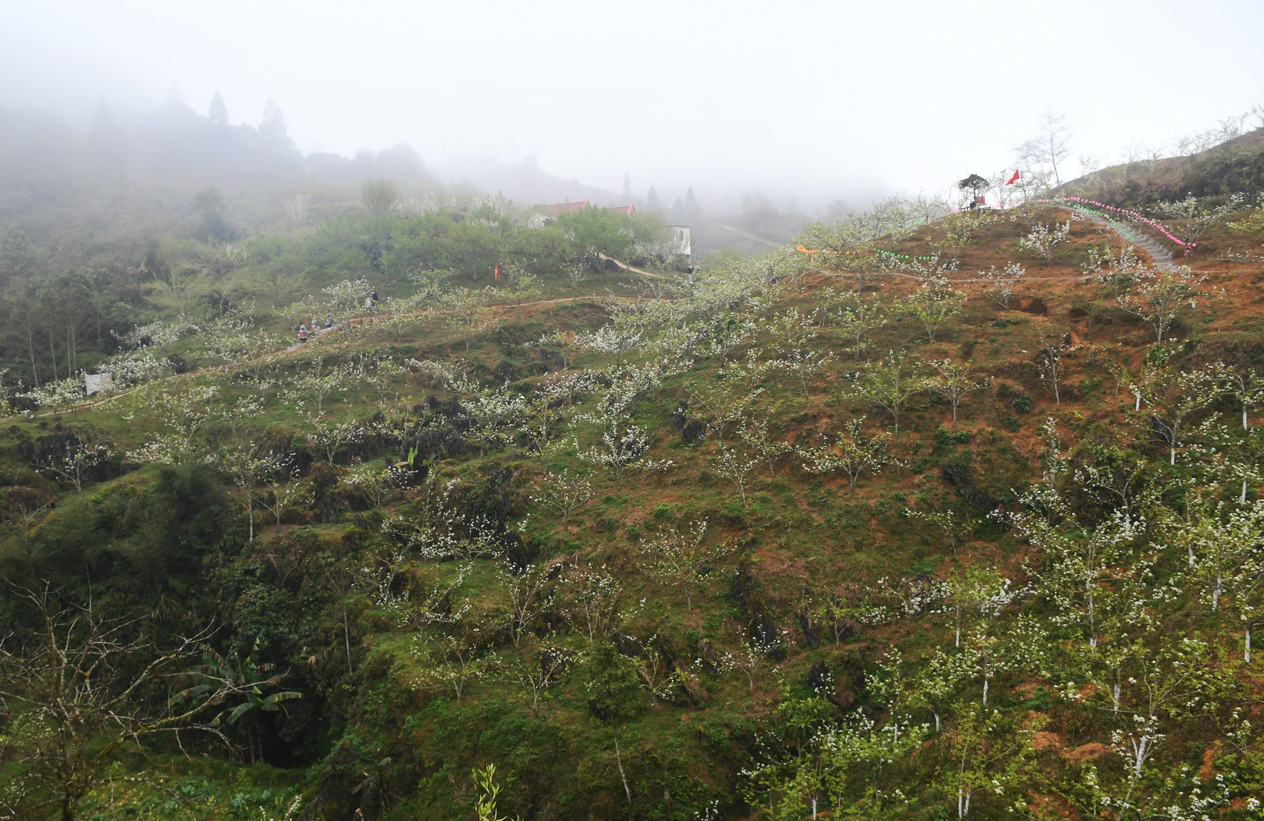 Dự kiến vườn lê thôn Sín Chải sẽ nở nhiều vào tuần tới.