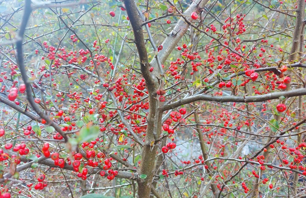 “Kho báu xanh” Nàn Sín ảnh 2 “Kho báu xanh” Nàn Sín ảnh 2