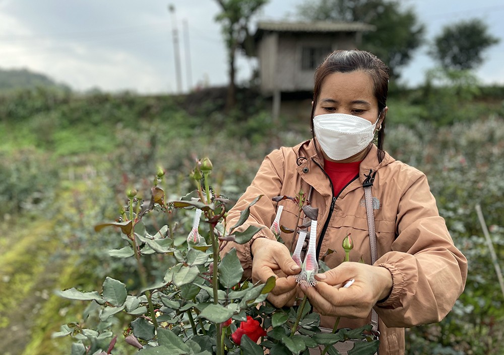 Nhộn nhịp làng hoa ven đô ảnh 5