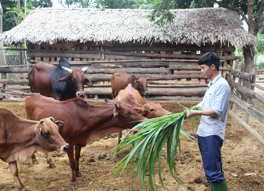 Mô hình nuôi bò nhốt của anh Nguyễn Thế Dự mang lại thu nhập ổn định cho gia đình. Mô hình nuôi bò nhốt của anh Nguyễn Thế Dự mang lại thu nhập ổn định cho gia đình.