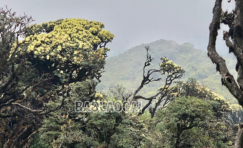 Chiêm ngưỡng vẻ đẹp “đệ nhất hoa" của núi rừng Ky Quan San ảnh 4 Chiêm ngưỡng vẻ đẹp “đệ nhất hoa" của núi rừng Ky Quan San ảnh 4