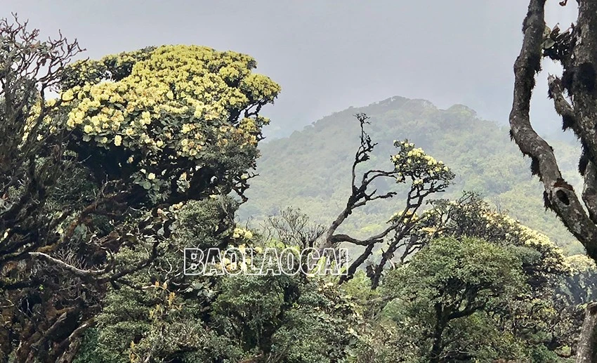 Chiêm ngưỡng vẻ đẹp “đệ nhất hoa" của núi rừng Ky Quan San ảnh 4