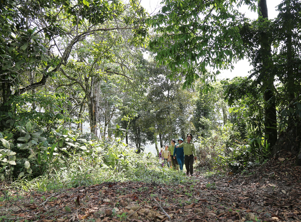 Lực lượng kiểm lâm và thành viên tổ bảo vệ rừng thôn Bản Phố tuần tra.