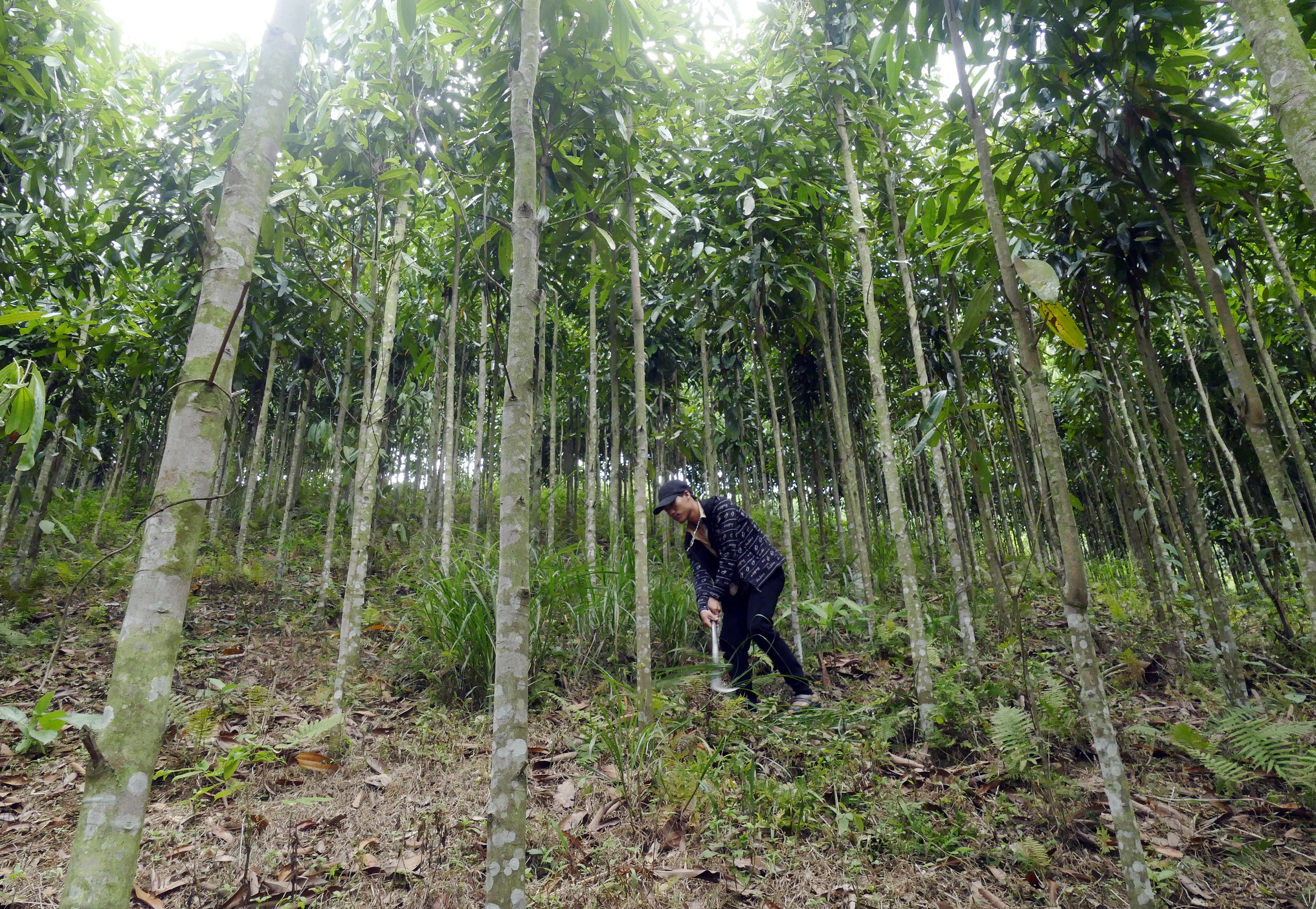Người Dao đỏ ở bản Bông 3 thoát nghèo từ trồng quế ảnh 2