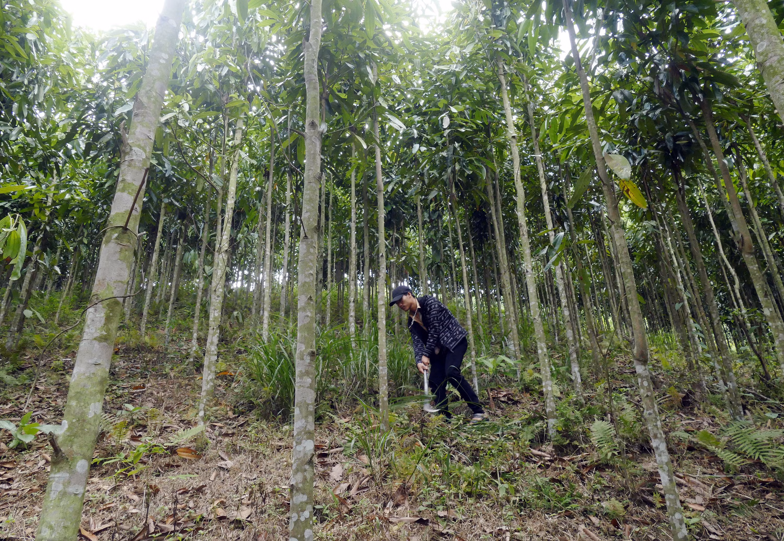 Người Dao đỏ ở bản Bông 3 thoát nghèo từ trồng quế ảnh 2