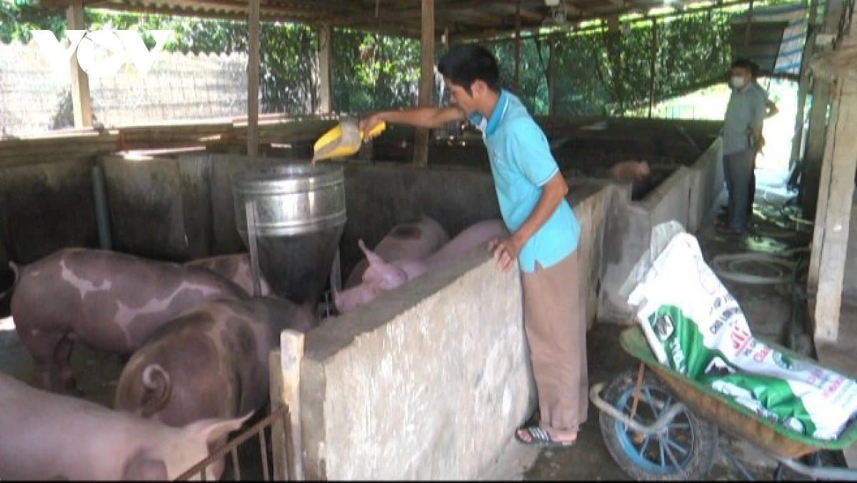 Thịt lợn có thiếu trong dịp Tết Nguyên đán? ảnh 1