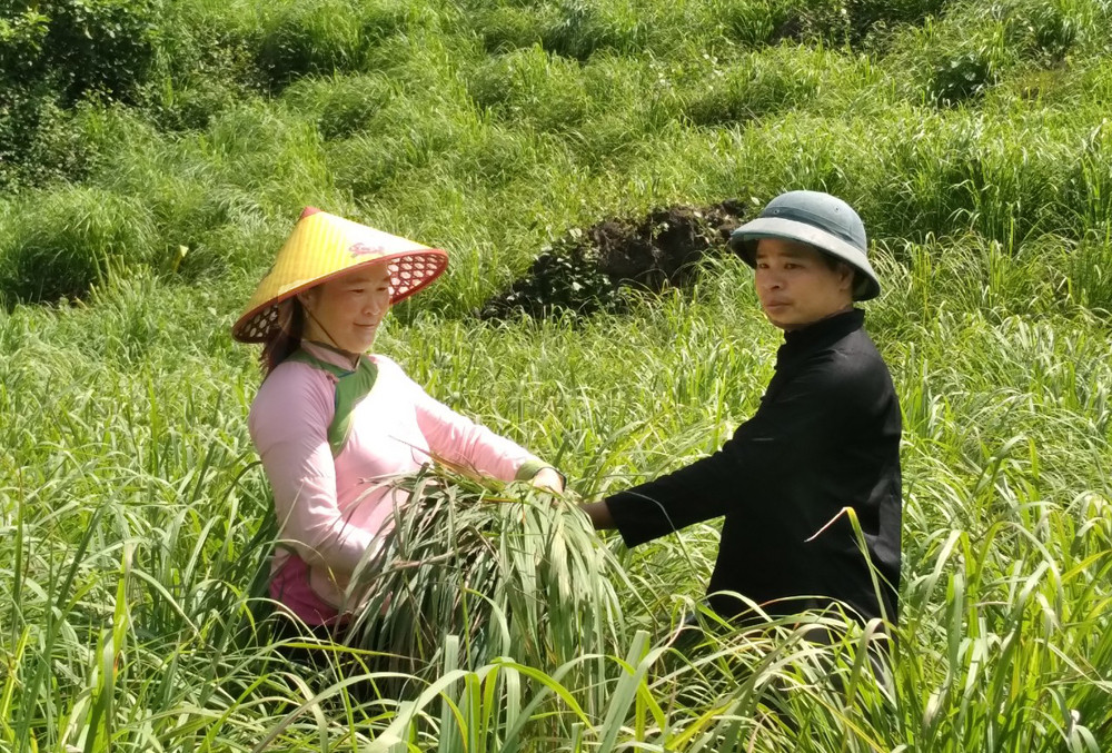  2 nông dân Lào Cai được nhận danh hiệu "Nông dân Việt Nam xuất sắc" ảnh 1