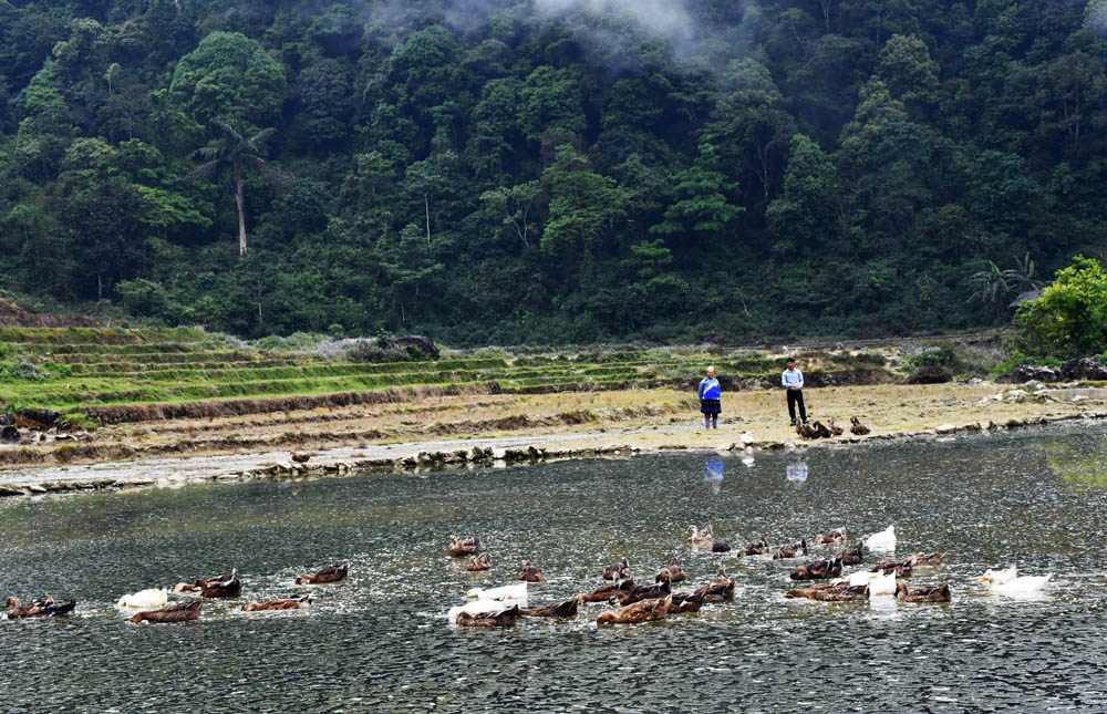 Các thôn vùng thấp xã Nàn Sín khai thác tiềm năng nguồn nước, tiếp tục mở rộng mô hình nuôi thủy cầm. Các thôn vùng thấp xã Nàn Sín khai thác tiềm năng nguồn nước, tiếp tục mở rộng mô hình nuôi thủy cầm.