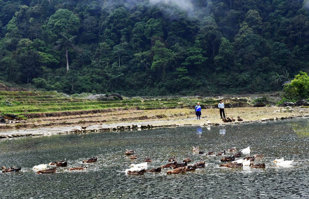 Các thôn vùng thấp xã Nàn Sín khai thác tiềm năng nguồn nước, tiếp tục mở rộng mô hình nuôi thủy cầm.