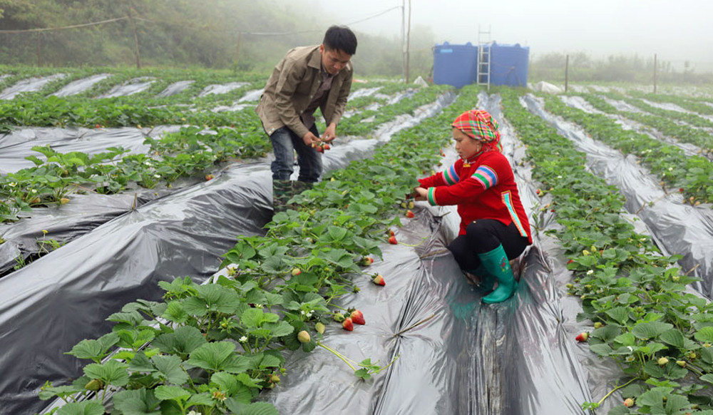 Mô hình trồng dâu tây tại xã Lùng Phình bước đầu đem lại thu nhập cao cho người dân.