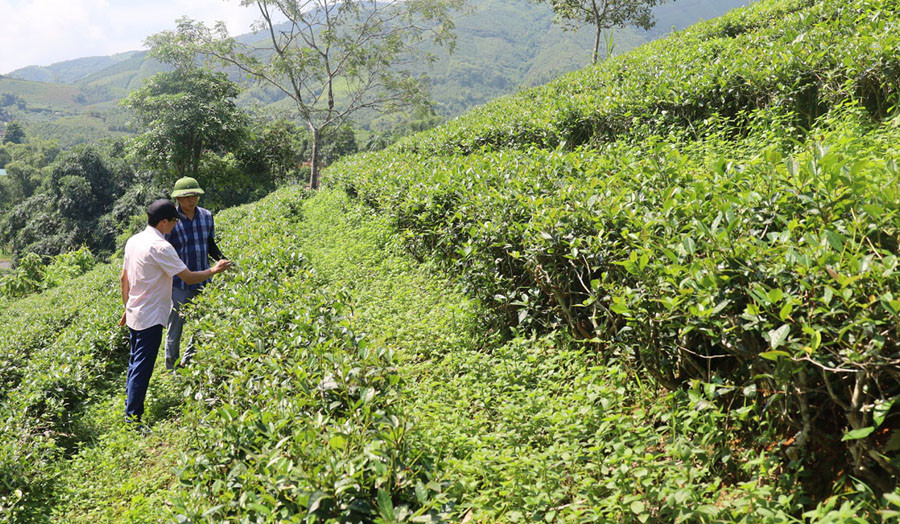 Số ít diện tích chè tại Xuân Hòa vẫn được chăm sóc.