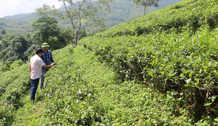 Số ít diện tích chè tại Xuân Hòa vẫn được chăm sóc. Số ít diện tích chè tại Xuân Hòa vẫn được chăm sóc.