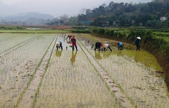 Cấy lúa giống tại xã Bản Qua (Bát Xát).