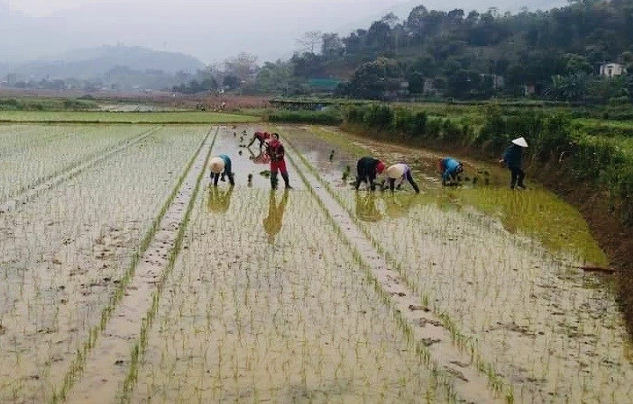 Cấy lúa giống tại xã Bản Qua (Bát Xát).