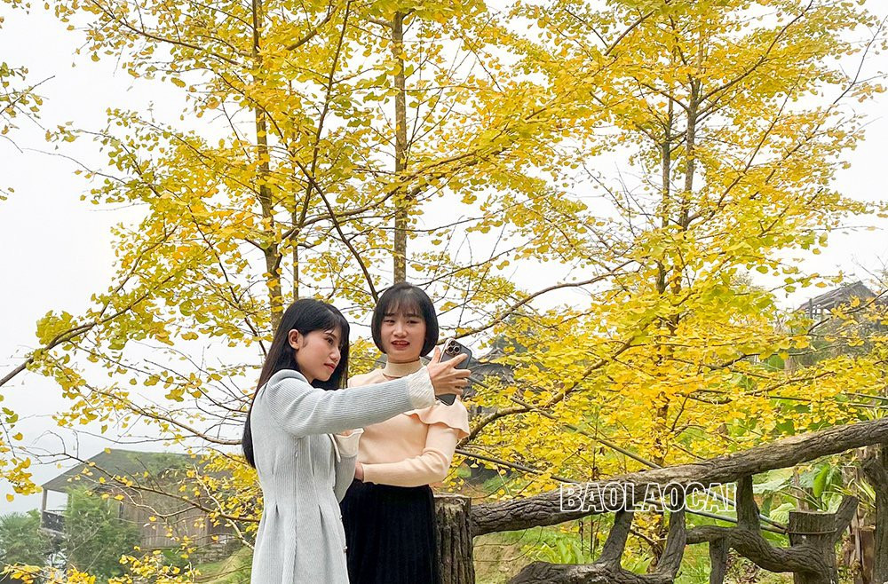 Rặng cây vàng rực sắc ở Sa Pa ảnh 2 Rặng cây vàng rực sắc ở Sa Pa ảnh 2