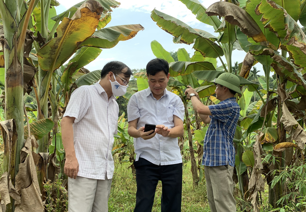 Lãnh đạo tỉnh khảo sát vị trí hoa màu bị táp lá. Lãnh đạo tỉnh khảo sát vị trí hoa màu bị táp lá.
