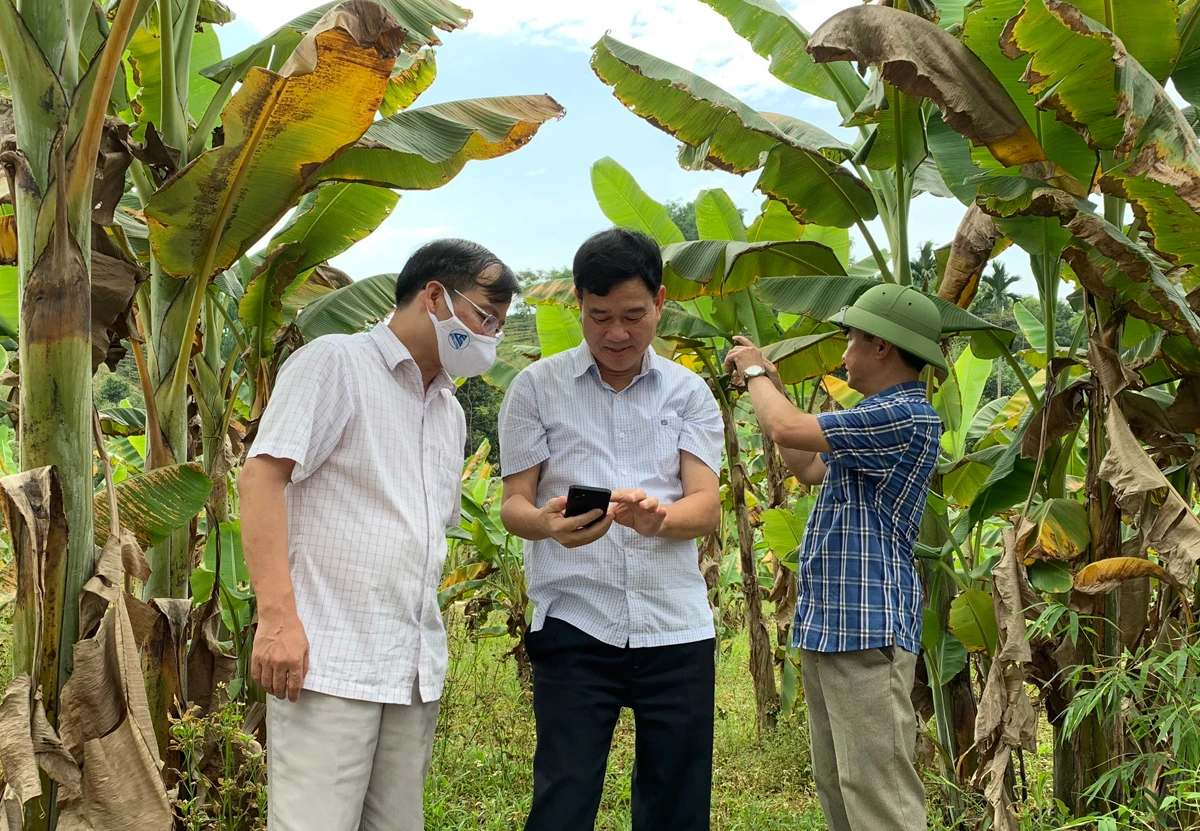 Lãnh đạo tỉnh khảo sát vị trí hoa màu bị táp lá.