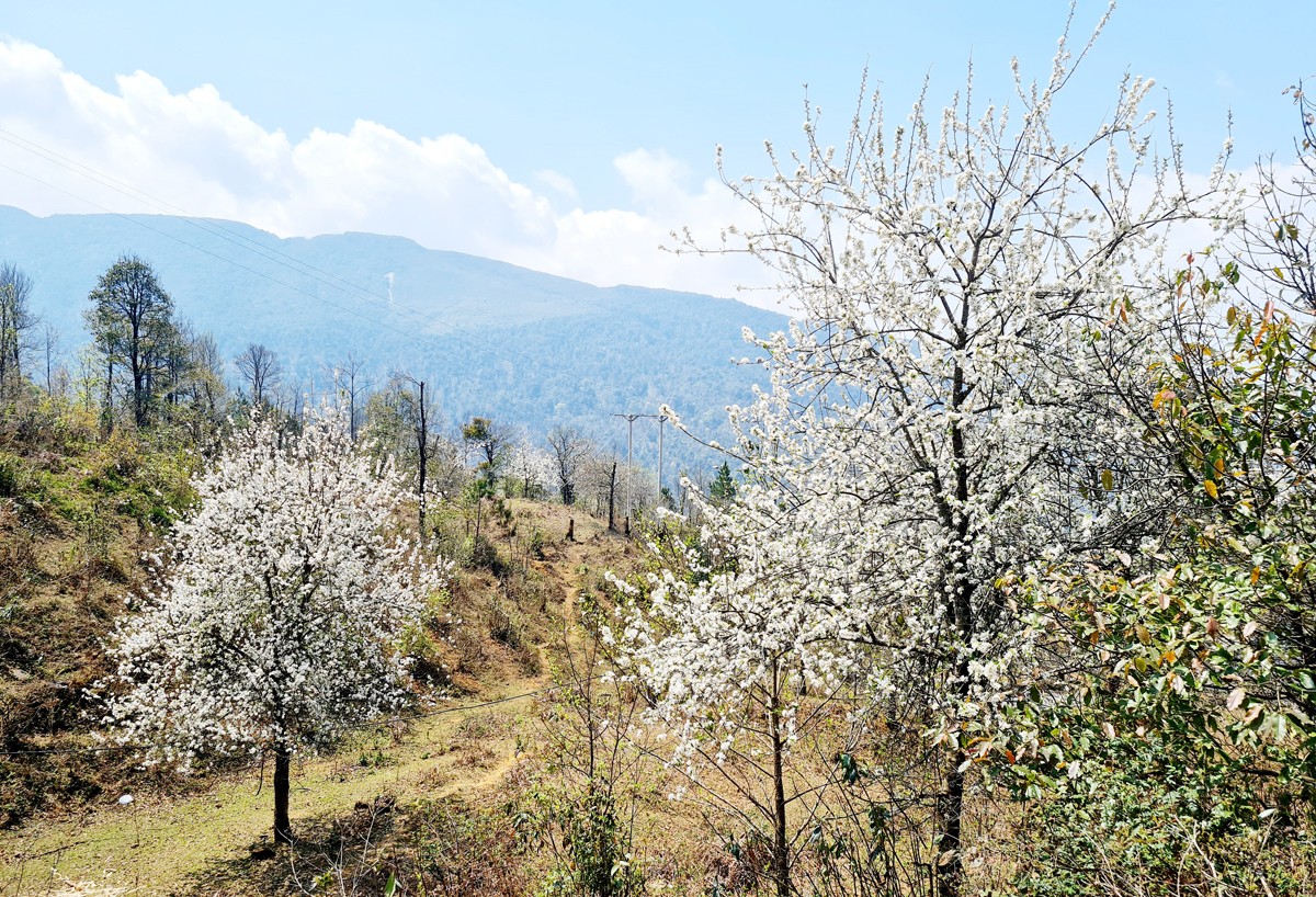 Tô thêm vẻ đẹp bức tranh vùng cao.