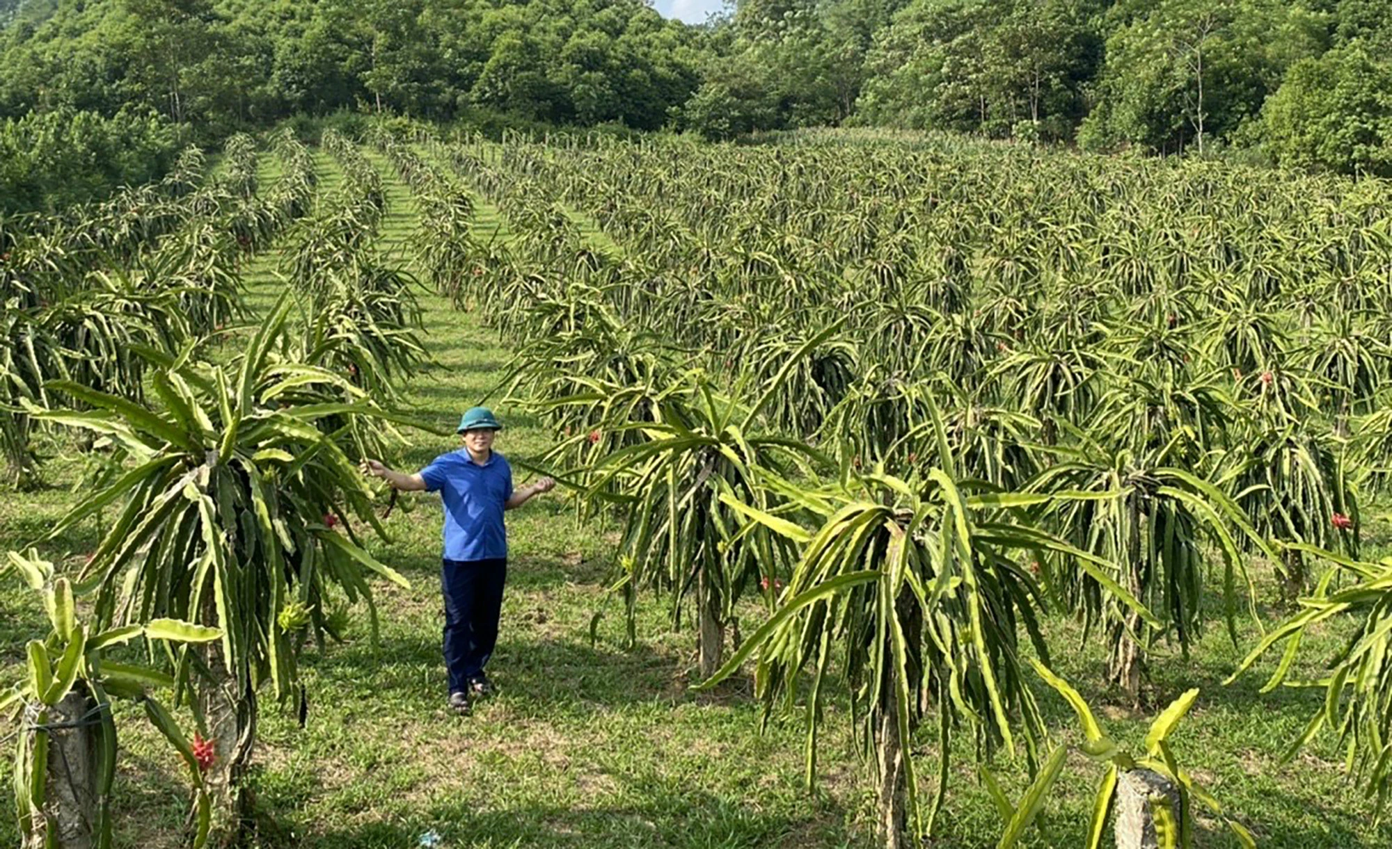 Phát triển các loại cây trồng tiềm năng ảnh 2