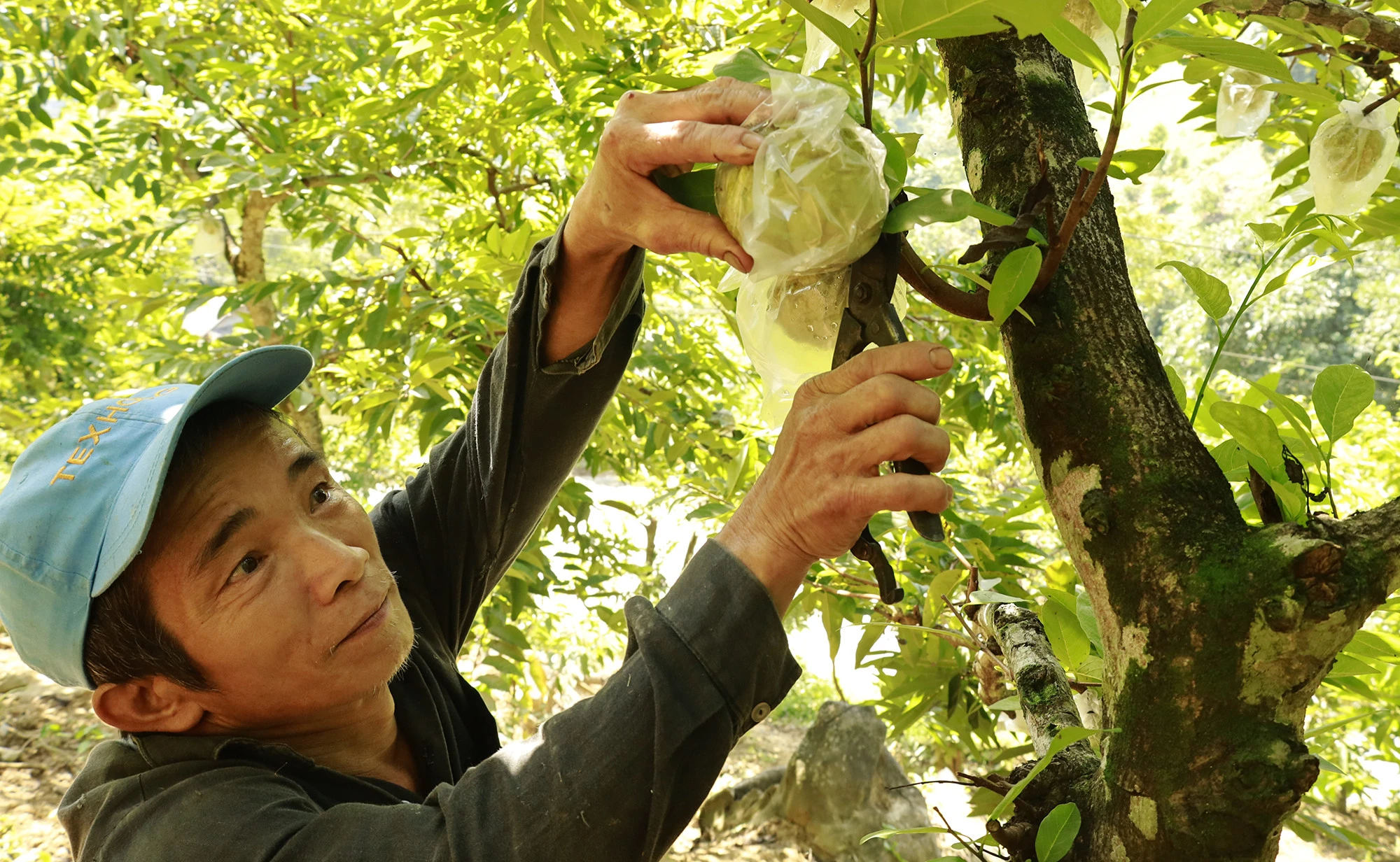 Phát triển các loại cây trồng tiềm năng ảnh 1