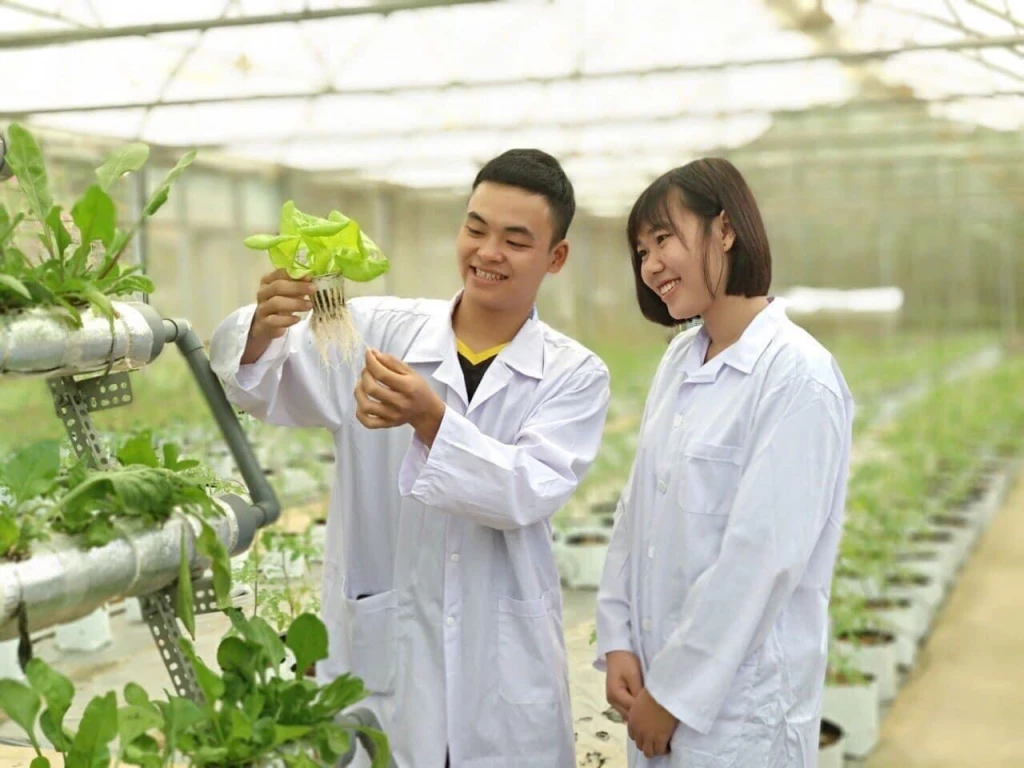 Sinh viên Phân hiệu Đại học Thái Nguyên tại Lào Cai tham gia nghiên cứu mô hình trồng rau thủy canh.
