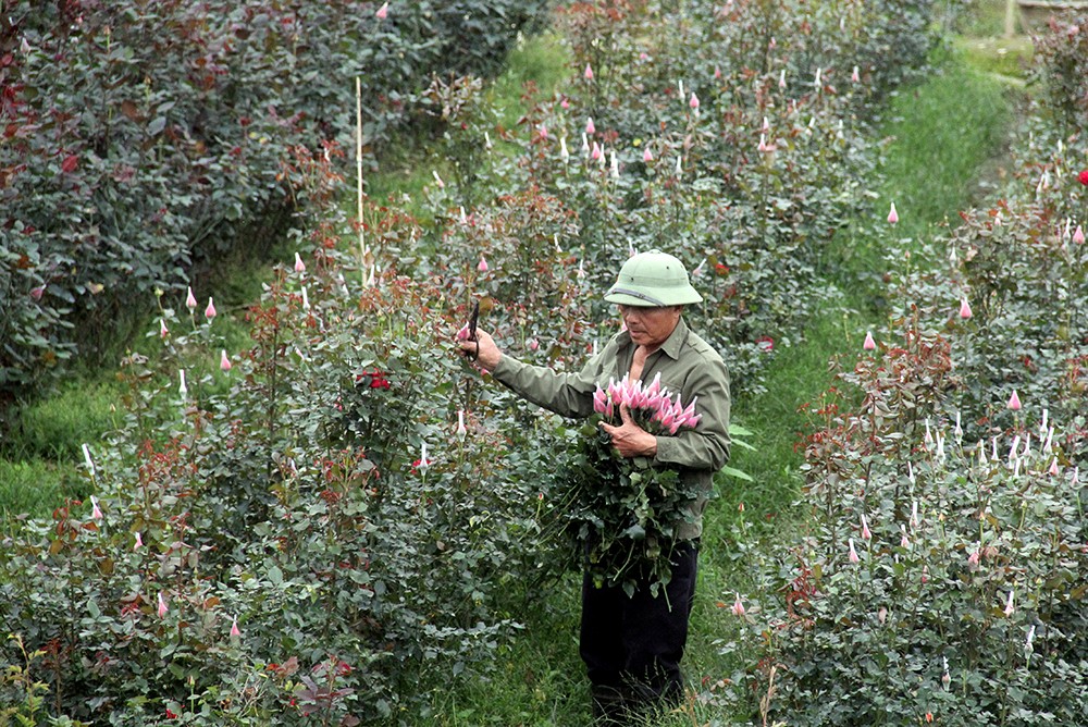 Nhộn nhịp làng hoa ven đô ảnh 4