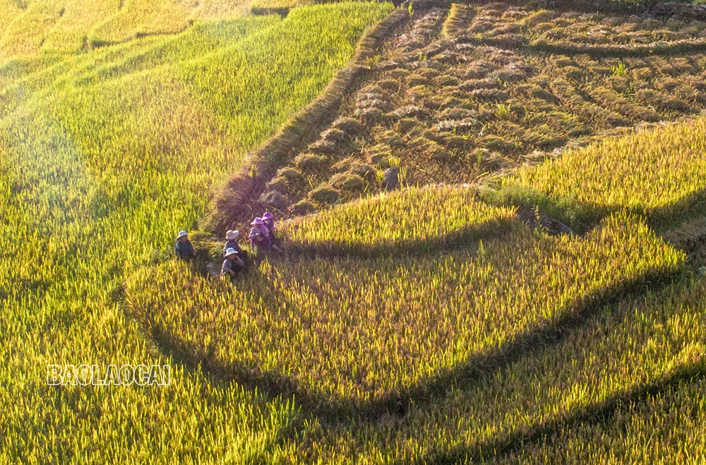 Mùa lúa chín&nbsp;Mường Khương -&nbsp;dải lụa vàng giữa đại ngàn biên ải ảnh 5
