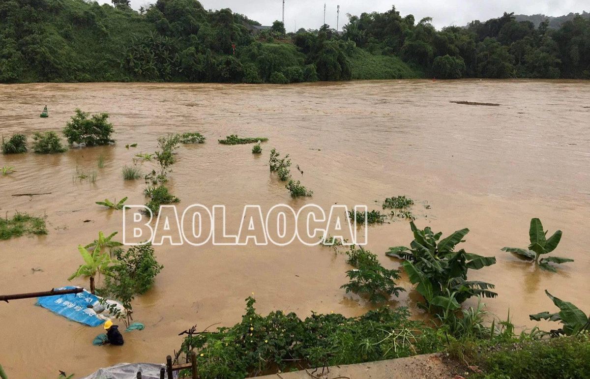 Nhiều diện tích cây rau màu ven hai bờ sông Hồng bị ngập sâu trong nước lũ. Lũ lớn đổ về cuồn cuộn trên sông Hồng khiến một số tuyến đò ngang phải dừng hoạt động. Người dân canh tác ven hai bờ sông lo lũ về làm hỏng cây rau màu.