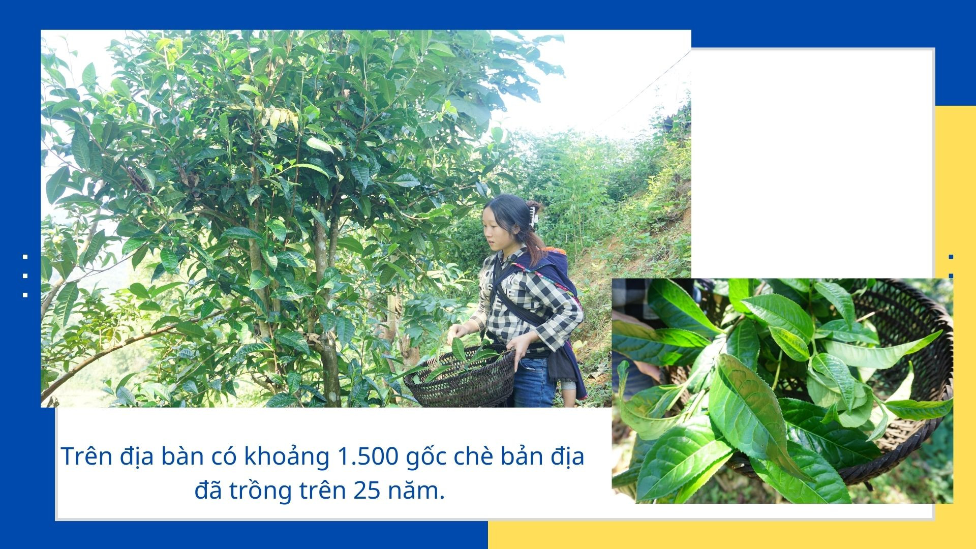 Mùa no ấm trên núi cao ảnh 9