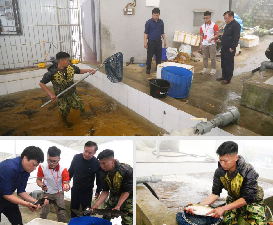 Trại nuôi cá của Hợp tác xã chế biến thủy sản, cá hồi, cá tầm Thức Mai. Trại nuôi cá của Hợp tác xã chế biến thủy sản, cá hồi, cá tầm Thức Mai.